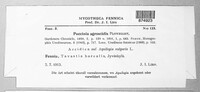 Puccinia agrostidis image